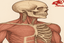 رسم تشريحي يُظهر عضلات وعظام الجزء العلوي من جسم الإنسان – حقائق غريبة عن جسم الإنسان